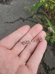 Persicaria