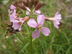Erysimum linifolium