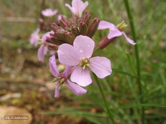 Erysimum linifolium