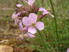 Erysimum linifolium