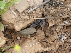 Hottentotta gentili