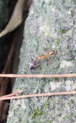 Myrmecophilidae