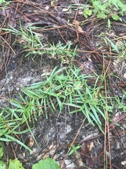 Eremochloa ophiuroides