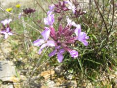 Erysimum linifolium