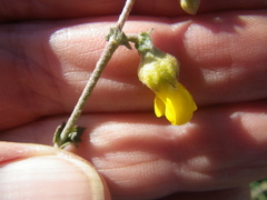 Hermannia cuneifolia