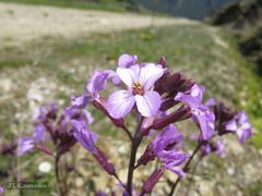Erysimum linifolium