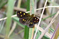Metisella quadrisignatus nanda