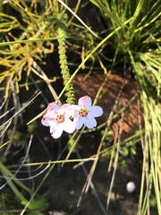 Adenandra brachyphylla