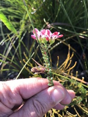 Adenandra brachyphylla
