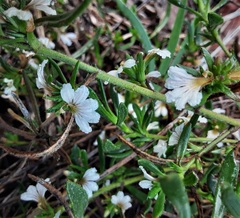 Scaevola repens