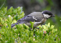 Parus major