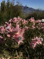 Serruria rosea