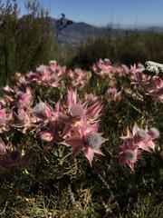 Serruria rosea