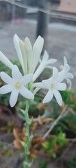 Polianthes tuberosa