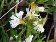 Scaevola repens