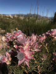 Serruria rosea