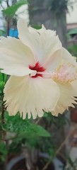 Hibiscus rosa-sinensis