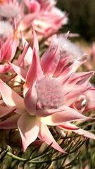 Serruria rosea