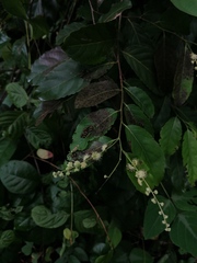 Homalium