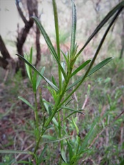 Scaevola repens