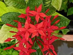 Ixora coccinea