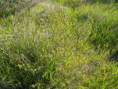 Psoralea bracteolata