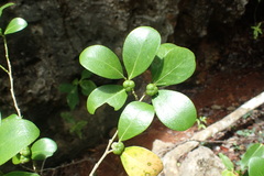 Suregada