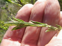 Psoralea bracteolata