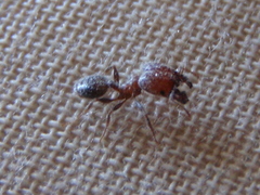 Pheidole capensis