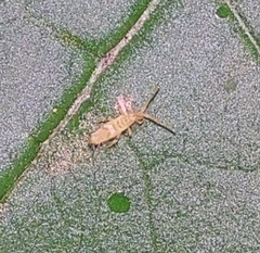 Entomobrya nivalis