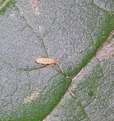 Entomobrya nivalis