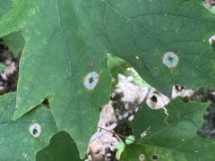 Acericecis ocellaris