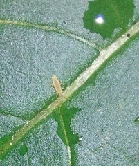 Entomobrya nivalis