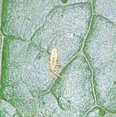 Entomobrya nivalis