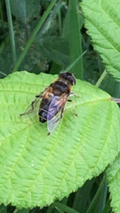 Eristalis pertinax
