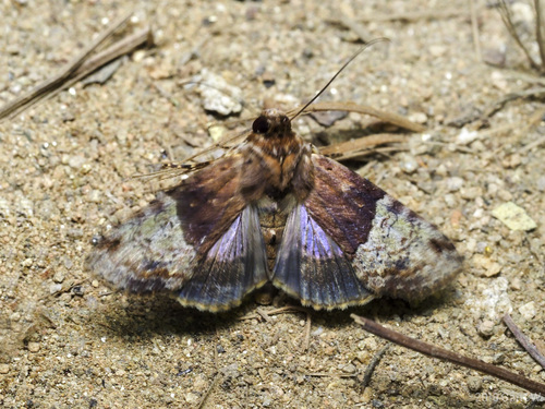 Stictoptera griseata
