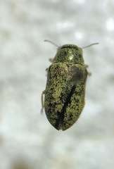 Glyptoscelimorpha viridis