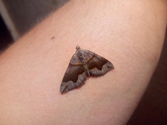 Scotopteryx moeniata