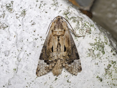 Groenendaelia kinabaluensis