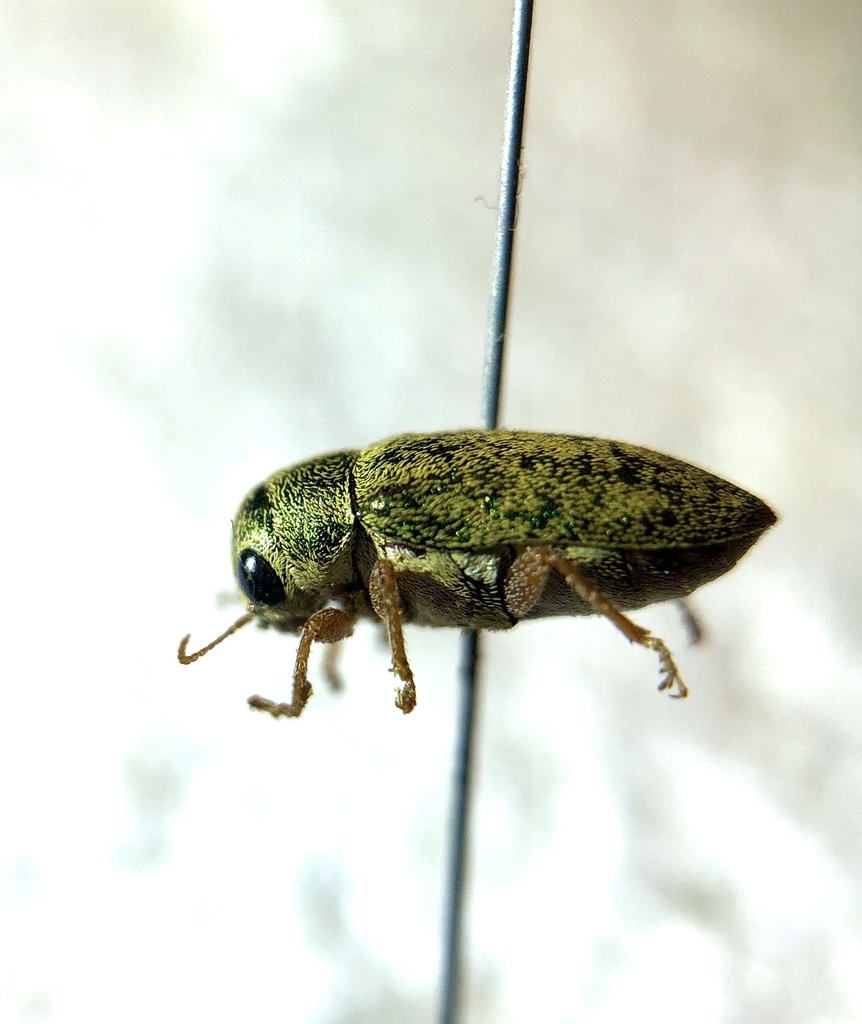 Glyptoscelimorpha viridis