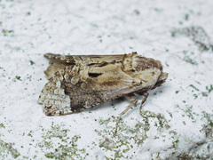 Groenendaelia kinabaluensis