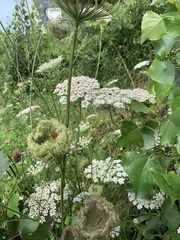 Daucus carota