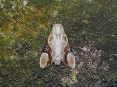 Formofentonia orbifer