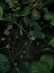 Cyperus sesquiflorus