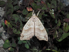 Gangarides vardena