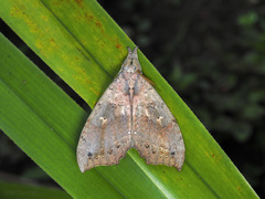 Gangarides vardena