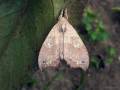 Gangarides vardena