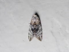 Bryophilina mollicula