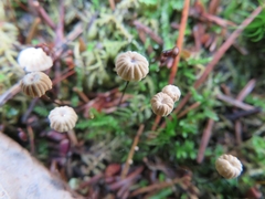 Marasmius wettsteinii