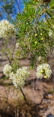 Verticordia cunninghamii
